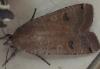 Noctua pronuba